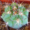 Gymnocalycium_comarapense